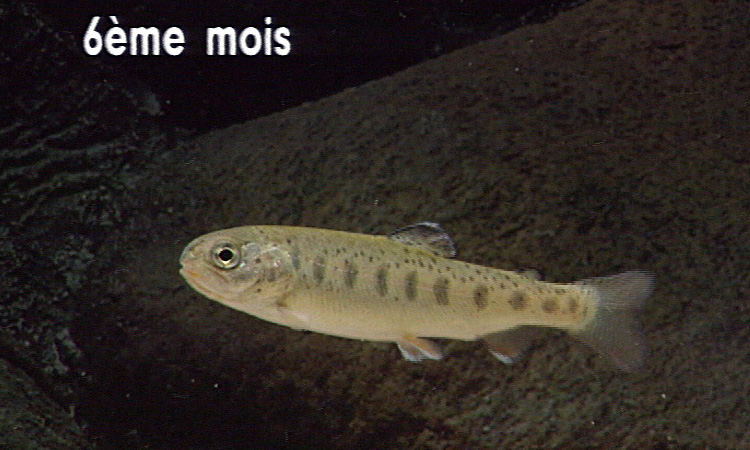 La reproduction de la Truite en pisciculture - 8mn 12s